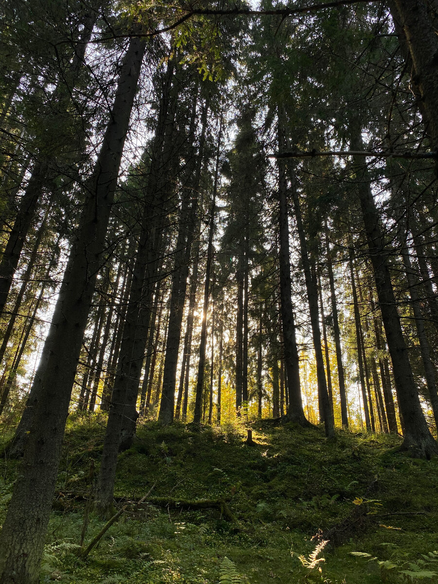 Путь на гору Паасо