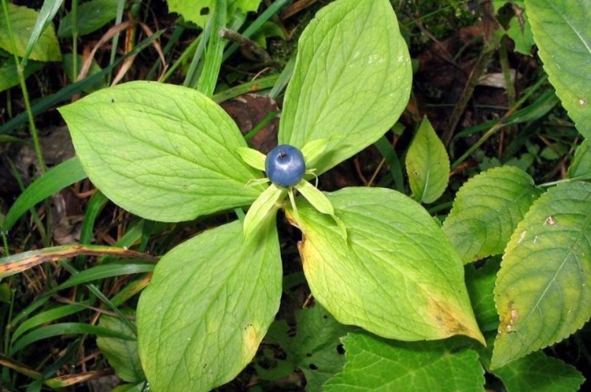    Вороний глаз