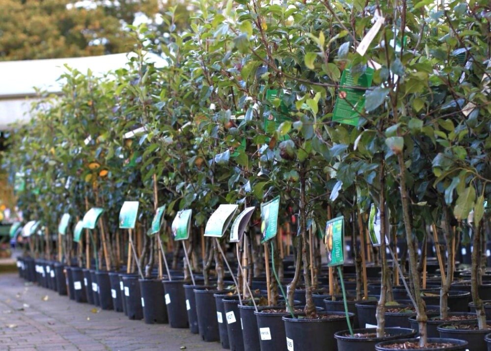 Без грамотно выбранного саженца трудно рассчитывать на успех в выращивании плодородного дерева