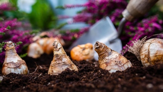    Эксперты назвали 3 ошибки при осенней посадке тюльпанов Юлия Шелковенко