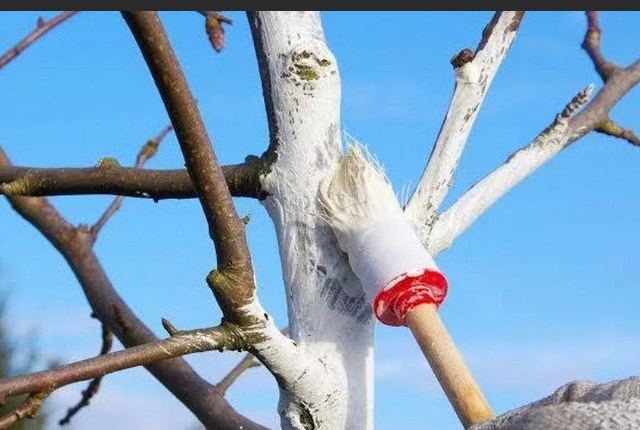 Какие деревья нельзя белить краской и как сделать улучшенную краску для побелки
