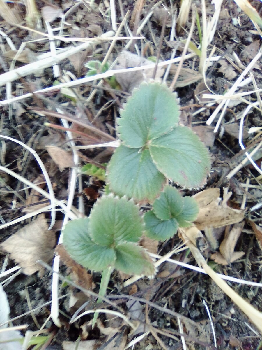 появились листочки клубники авторское фото