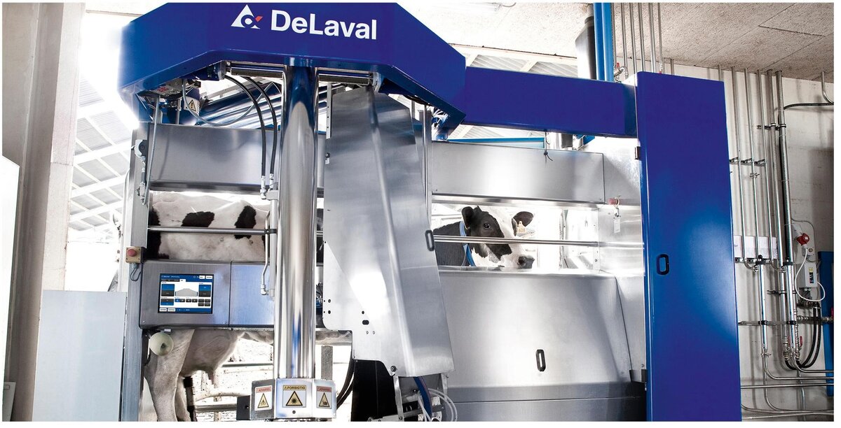 Фото: The DairyNews