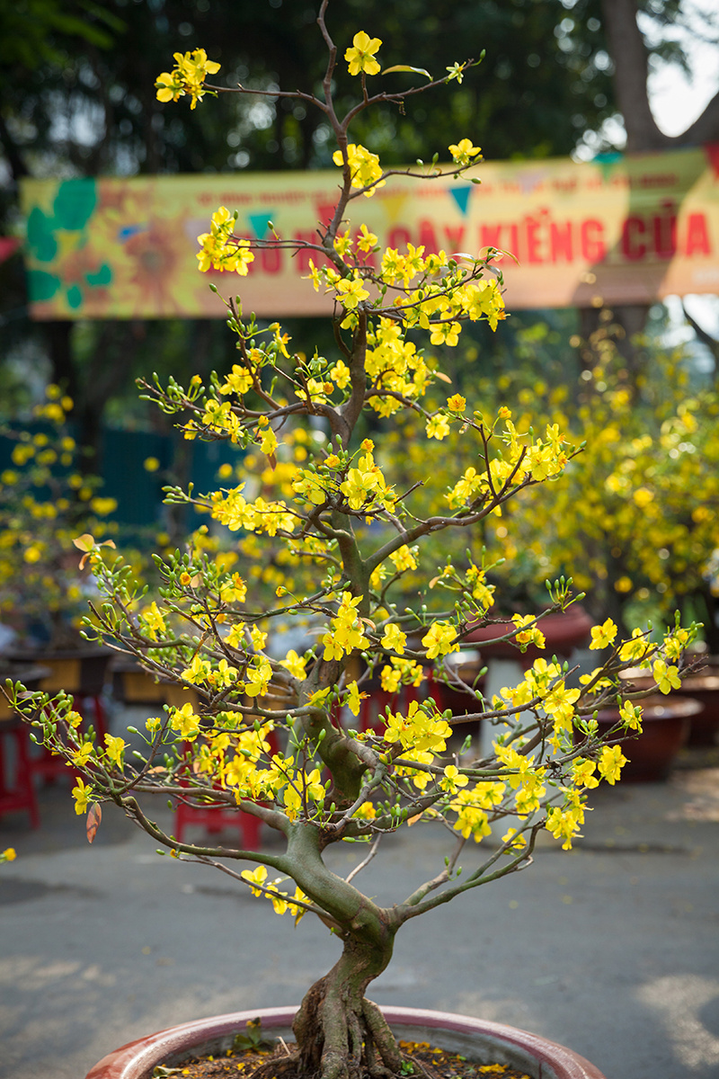 Цветущее дерево персика