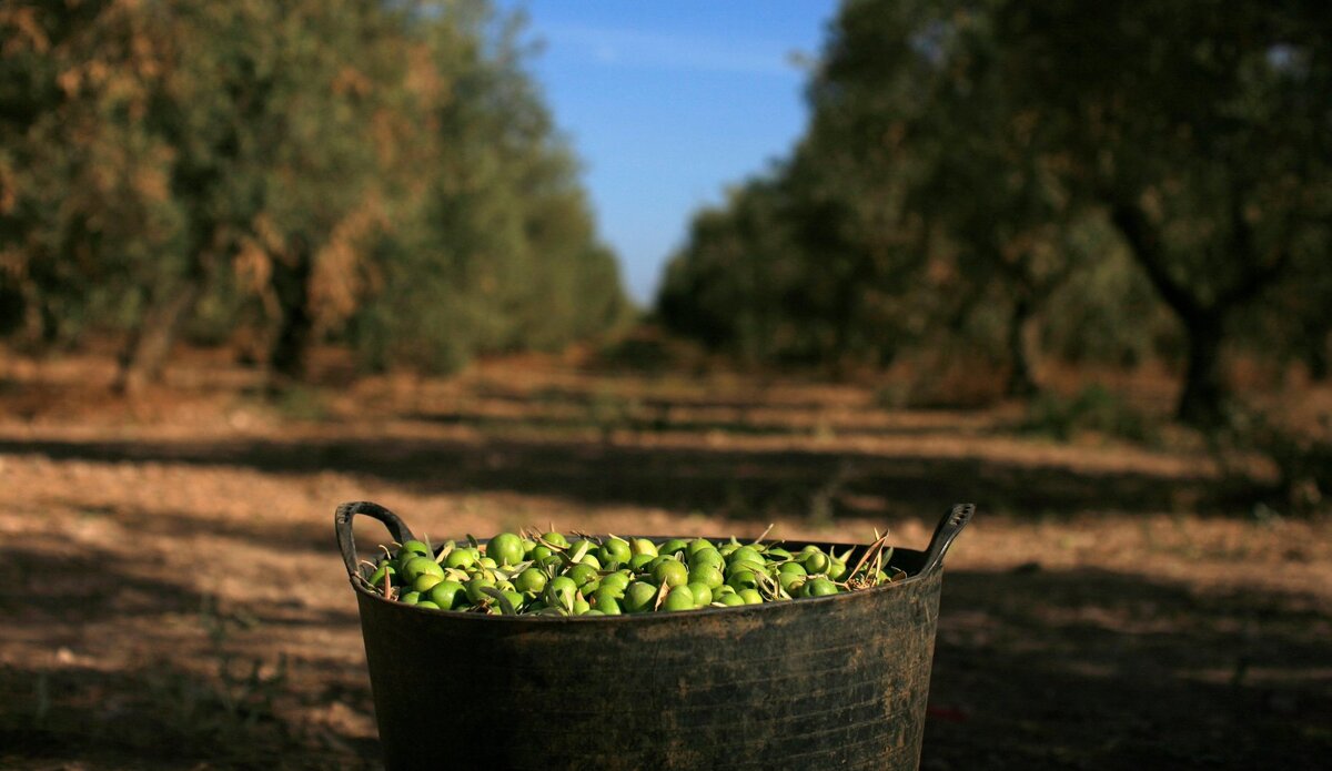 Оливковая плантация
