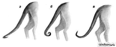 У мышей ген длинного хвоста. Изогнутый хвост у кота.