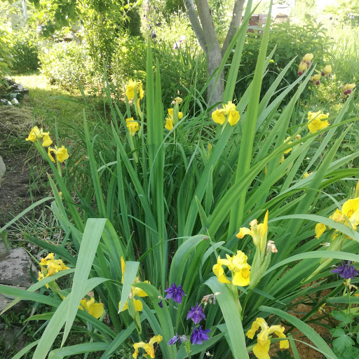 Ирис болотный. Его я действительно принесла из топкого места в лесу