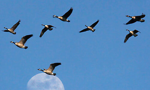 Фото взято  с chihuashki.ru