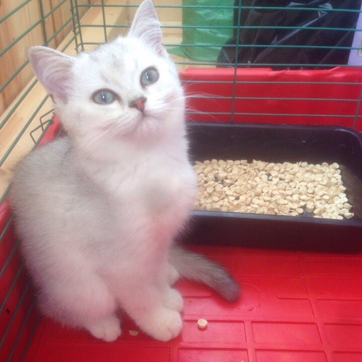 Гришин карантин