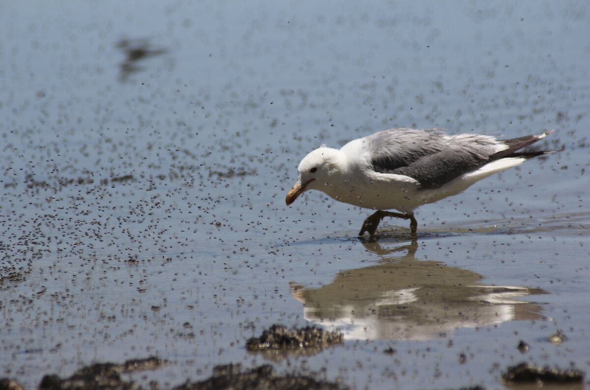 Экосистема озера обеспечивает питанием до 2 млн птиц в год (фото jshyun, flickr.com)