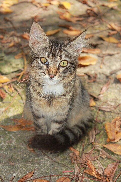https://pixabay.com/photos/cat-backyard-tabby-squint-eye-ill-1832964/