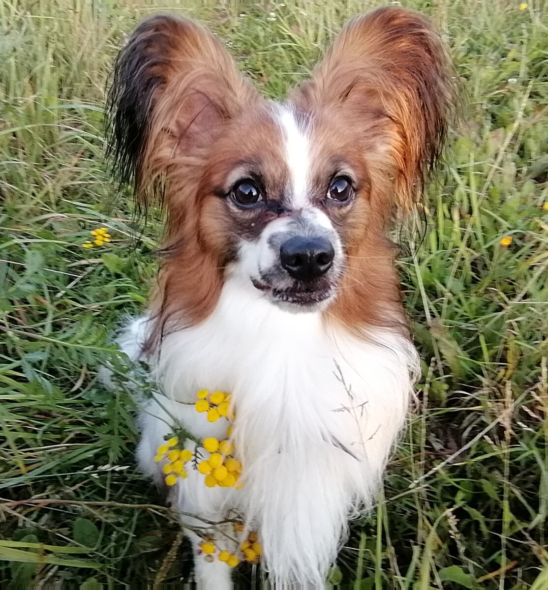 foto osa19