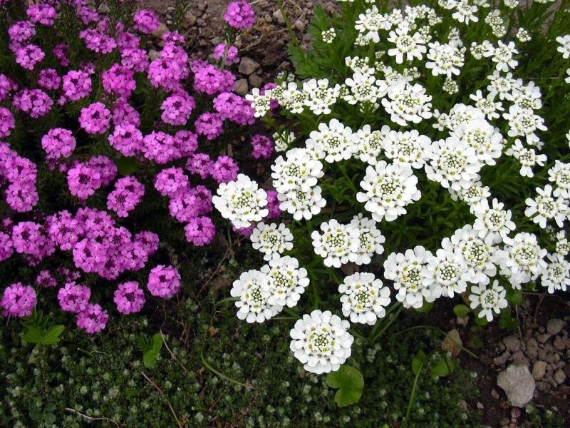 Иберис зончатый. Либериус. Иберис sempervirens. Иберис вечнозеленый — Iberis sempervirens.