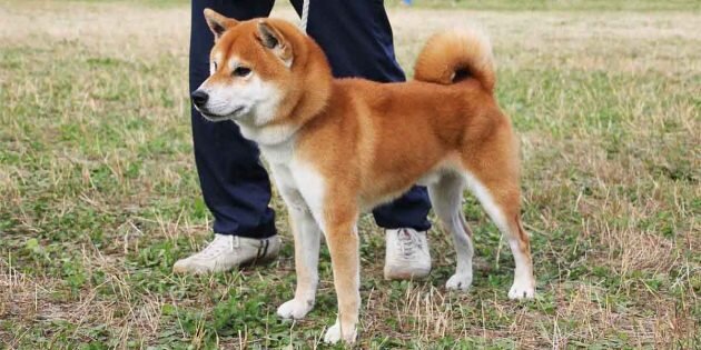 shibapedigree.com
