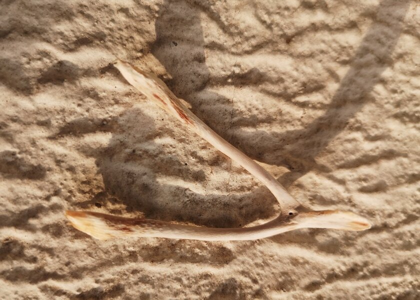 Вот она вилочковая косточка. Расположена на грудке птицы.