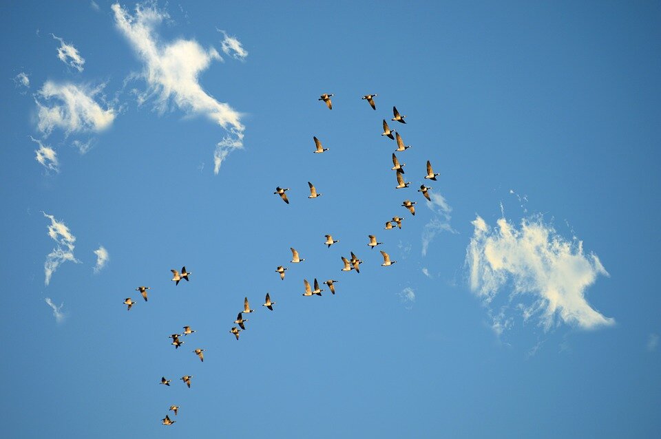 https://pixabay.com/photos/wild-geese-migratory-birds-swarm-4610897/