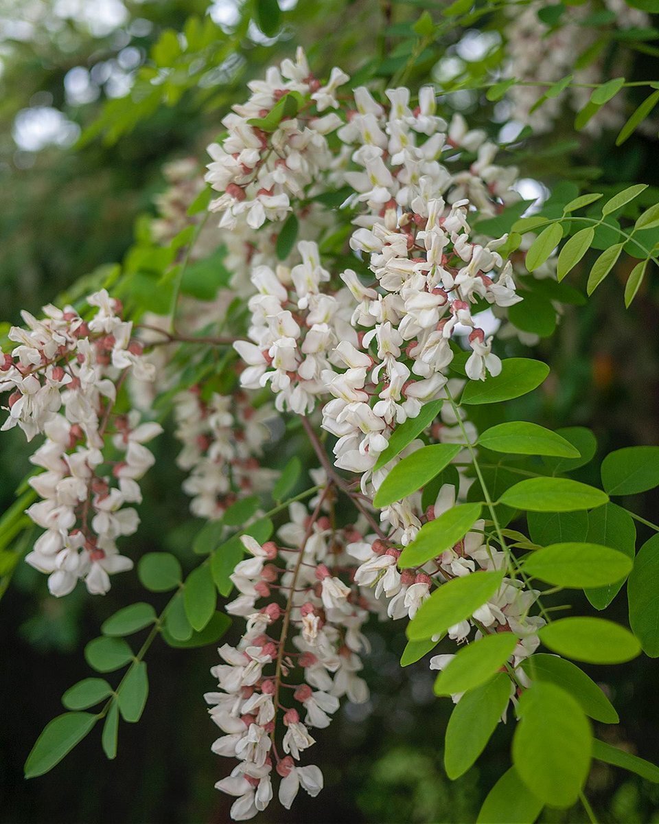 Robinia pseudoacacia рисунок