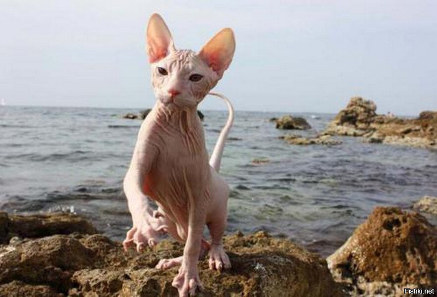 Фото из интернета