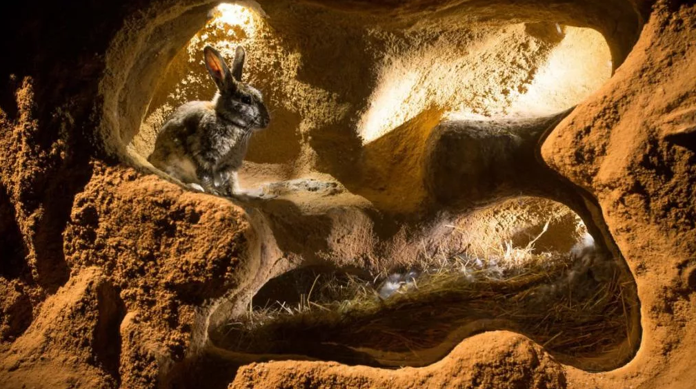 Внутри кроличьей норы. Рытье нор - естественный процесс для кроликов. Как и выращивание потомства в таких условиях. 