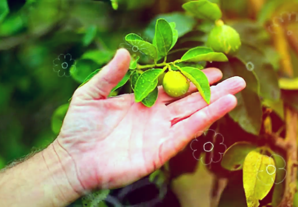 Аромат бергамота