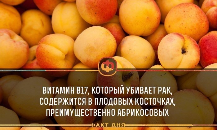  «Витамин B17, который убивает рак, содержится в плодовых косточках, преимущественно в абрикосовых»