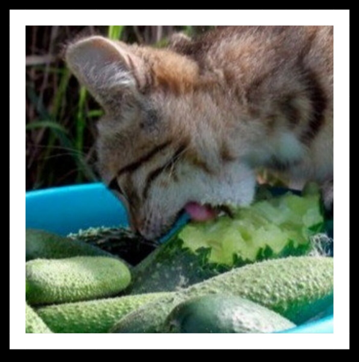 Эту фотографию я увидела и взяла в сообществе " Клуб любителей дачи", соц. сеть ВК.