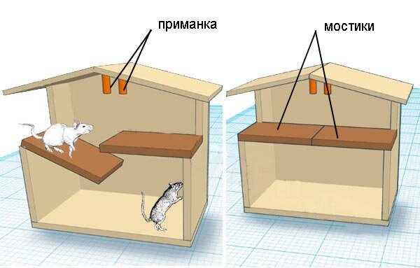 Как поймать крысу в доме: самодельный способ