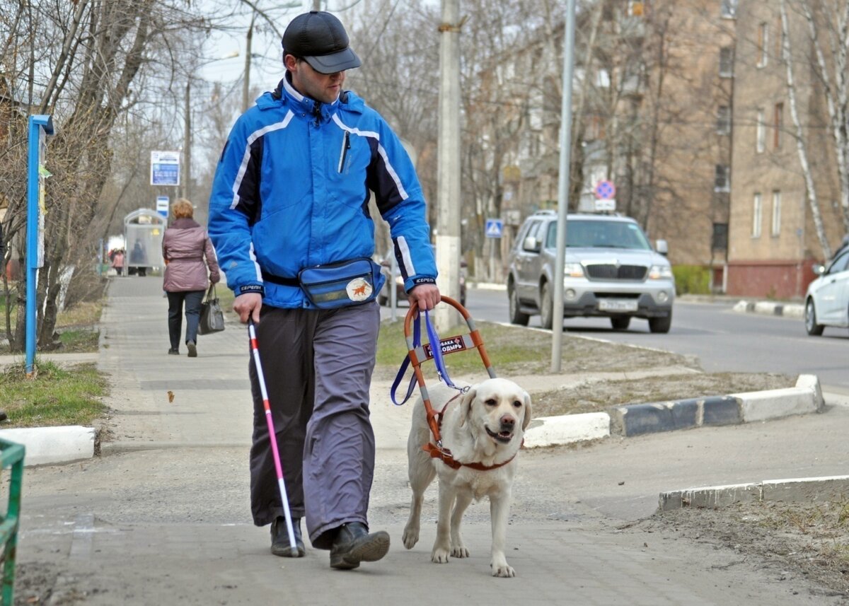 породы собак поводырей с фотографиями