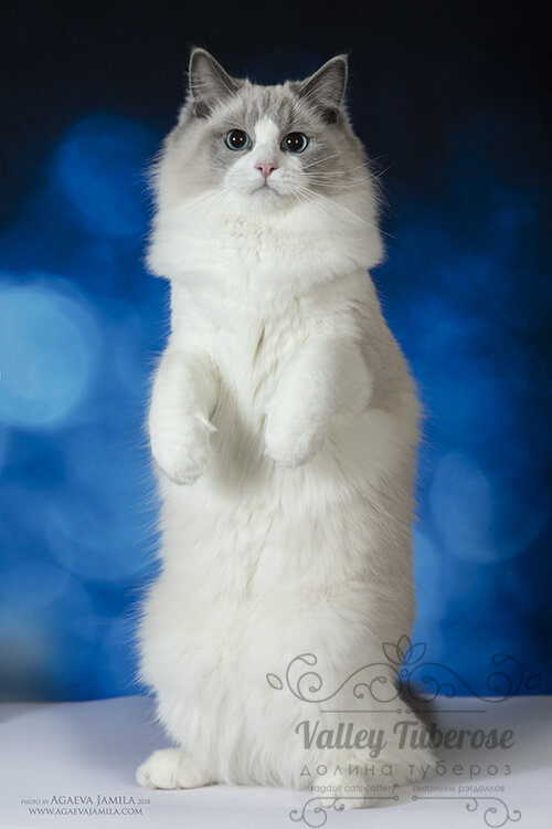 Кошка - сурикат))) Тут ей 9 месяцев. Листайте галерею!