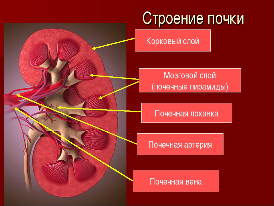 1 строение и функции почек. Строение почки человека анатомия. Почечная пирамида анатомия. Строение почки почечная лоханка. Выделительная система человека строение почки