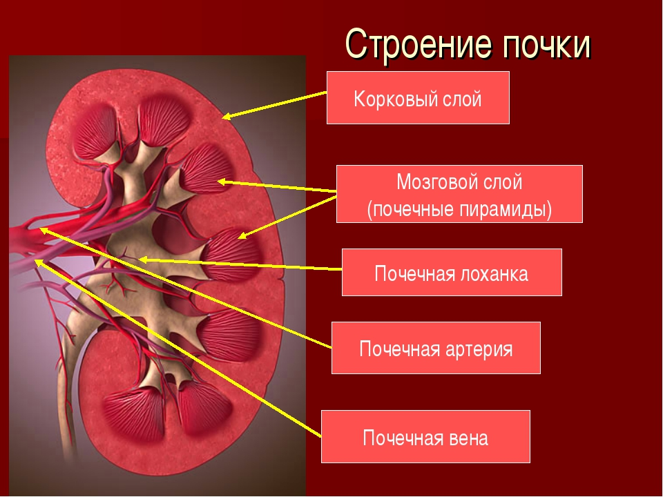 Почечная протока. Строение почки человека анатомия. Почечная пирамида анатомия. Строение почки почечная лоханка. Выделительная система человека строение почки.