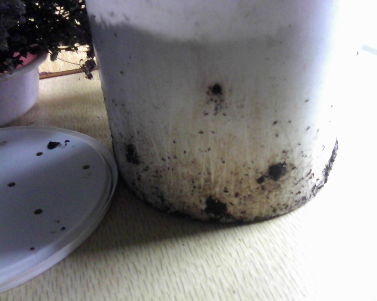 Это не грязь, это биогумус.