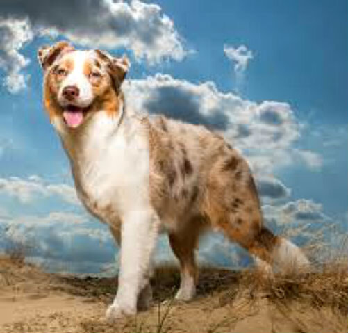 Самые популярные породы собак средних размеров - фото и описание | Лапа  помощи | Дзен