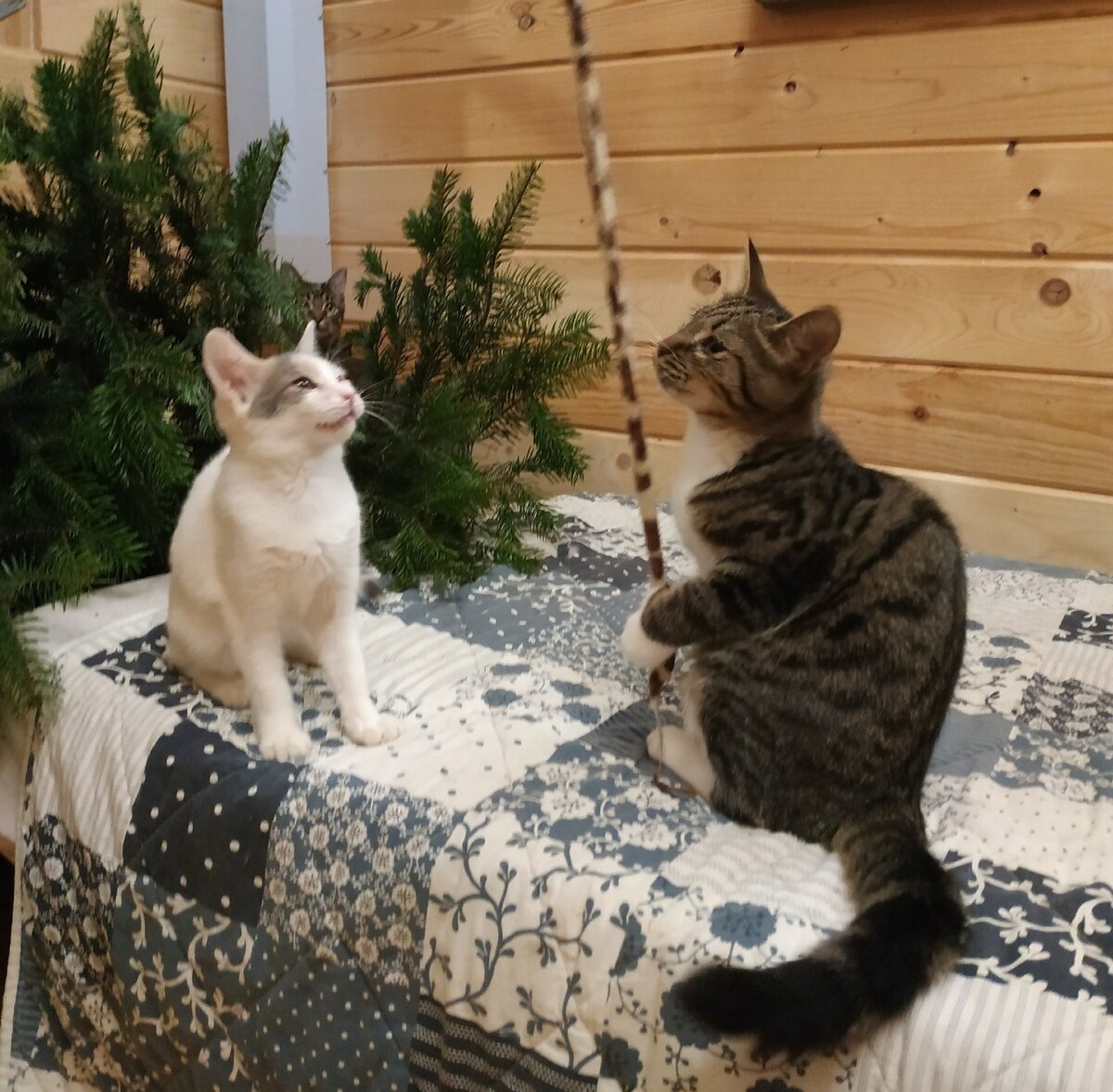 Беленькая Леся и полосатый Ушан