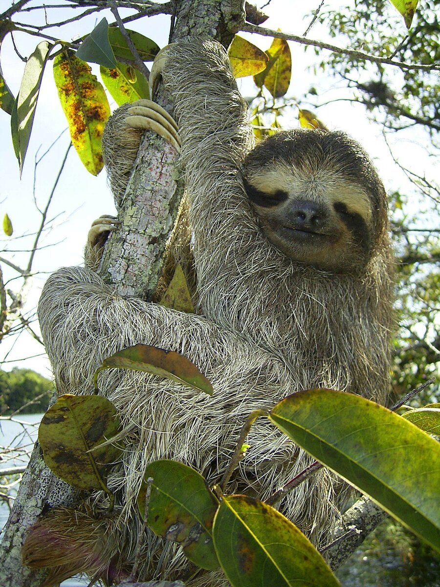 10 фото самых милых животных планеты,чтобы вы улыбнулись | Российское фото  | Дзен