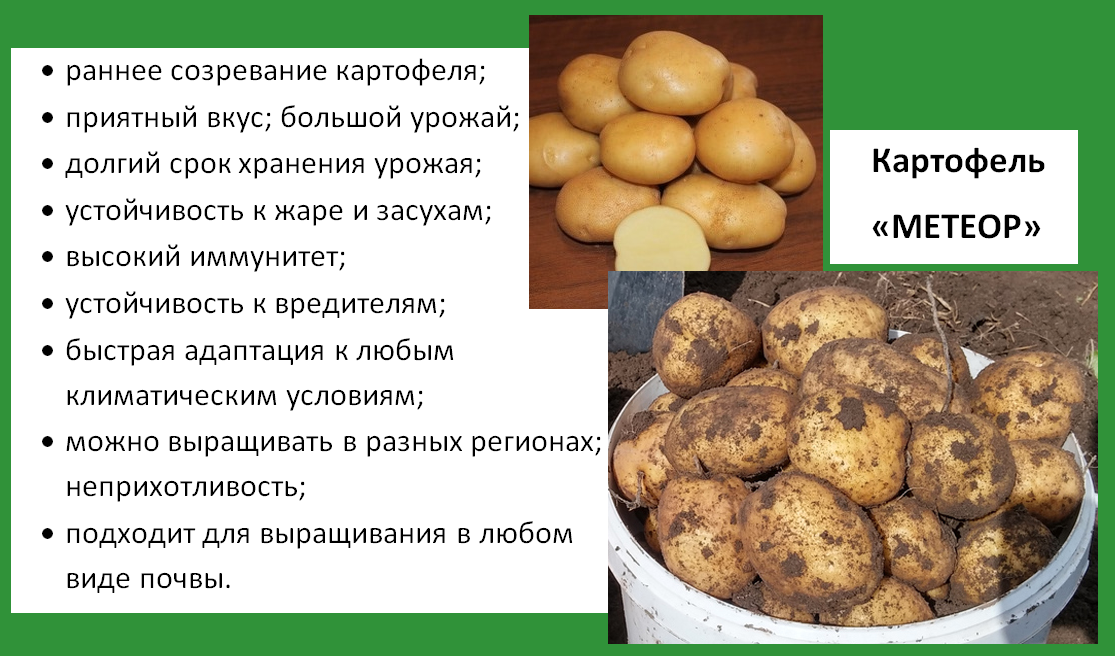 Картофель Метеор: характеристики и описание сорта, вкусовые качества. Сорт карто