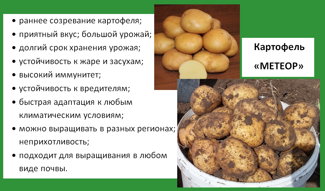 Описание и характеристики сортов картофеля. Картошка сорт Гала характеристика. Метеор сорт картофеля характеристика. Картофель Жуковский характеристика описание сорта. Картофель сорт Гала описание сорта.