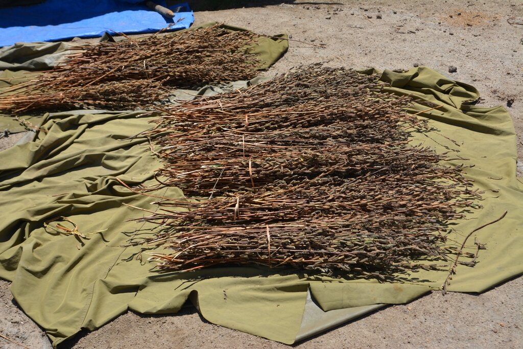 2. Неприхотливое растение. Ни поливать, ни пропалывать не надо.

