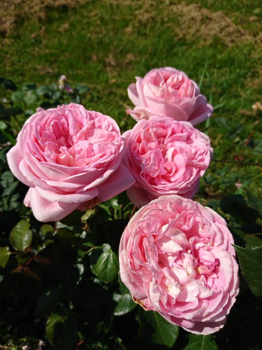 Voyage (Вояж) — чайно-гибридная роза с крупными ароматными цветами ...