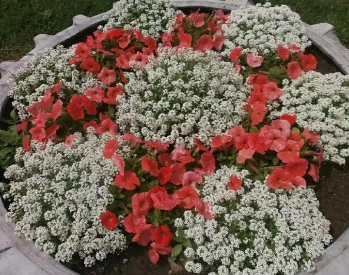 Белый иберис и красная петуния