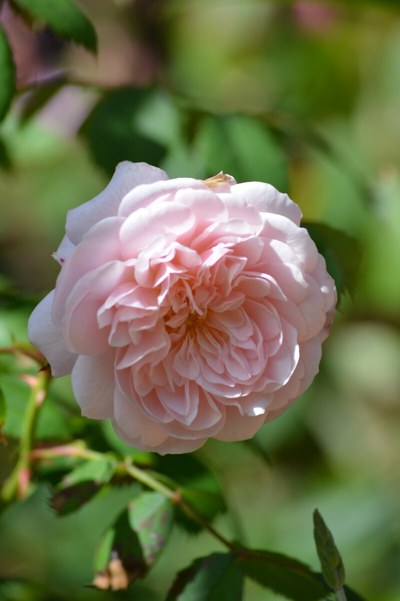 Wisley 2008 (AUSbreeze, Уисли 2008)