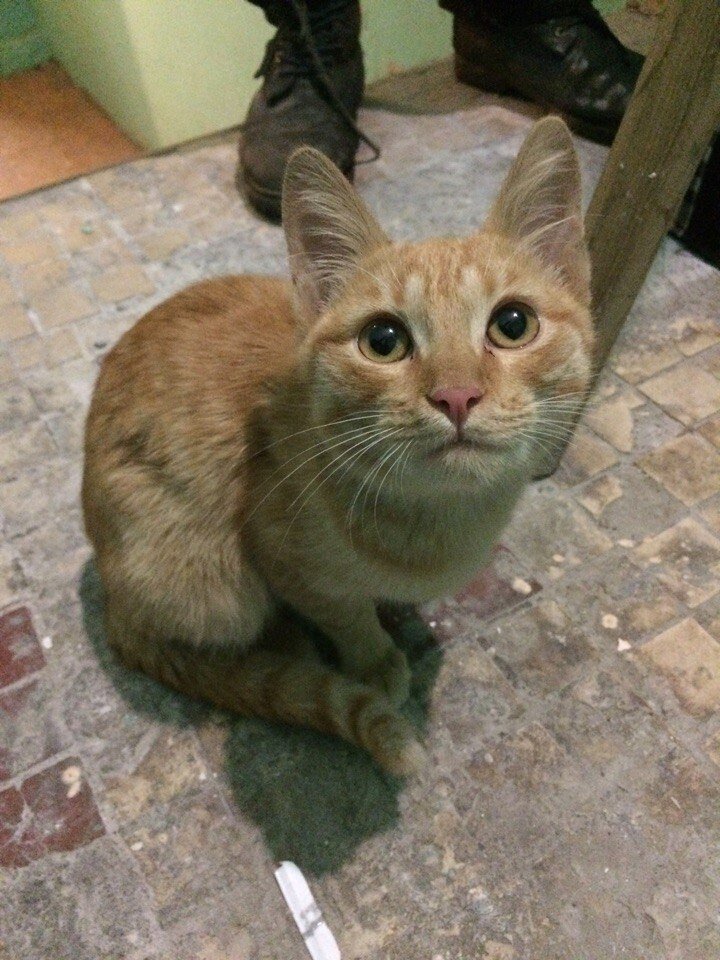 Мерлин - котейка из подвала. фото автора