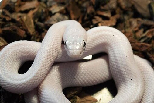 Обязательно подпишитесь на канал и поставьте палец вверх 👍‌Вроде мелочь , а мне приятно и это поможет каналу быстрее развиваться . 