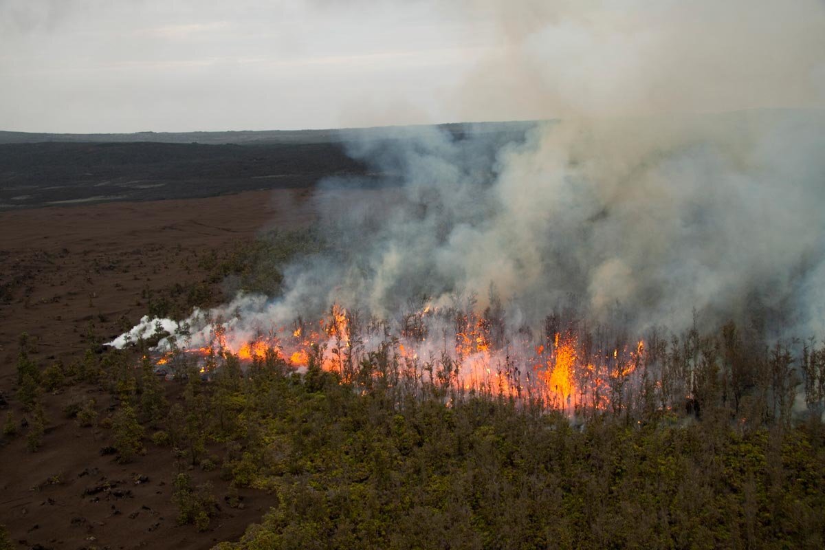 Всемирный фонд борьбы с лесными пожарами и природными катастрофами. World  forest fire & disaster management fund. | World Forest Fire & Disaster Man.  Fund | Дзен