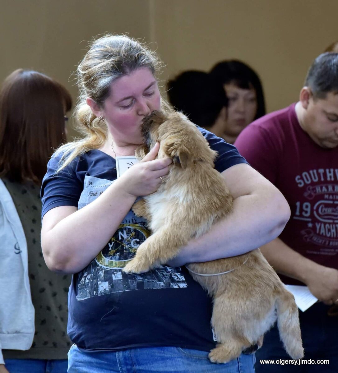 Норвич терьер