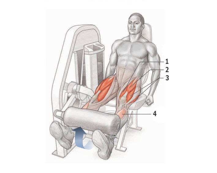 Разгибание ног в тренажере сидя мышцы