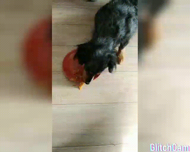 Наша такса на смешанном питании. Ест овощи