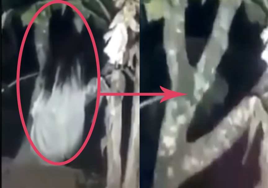 На фото отчётливо видны волосы и тело.