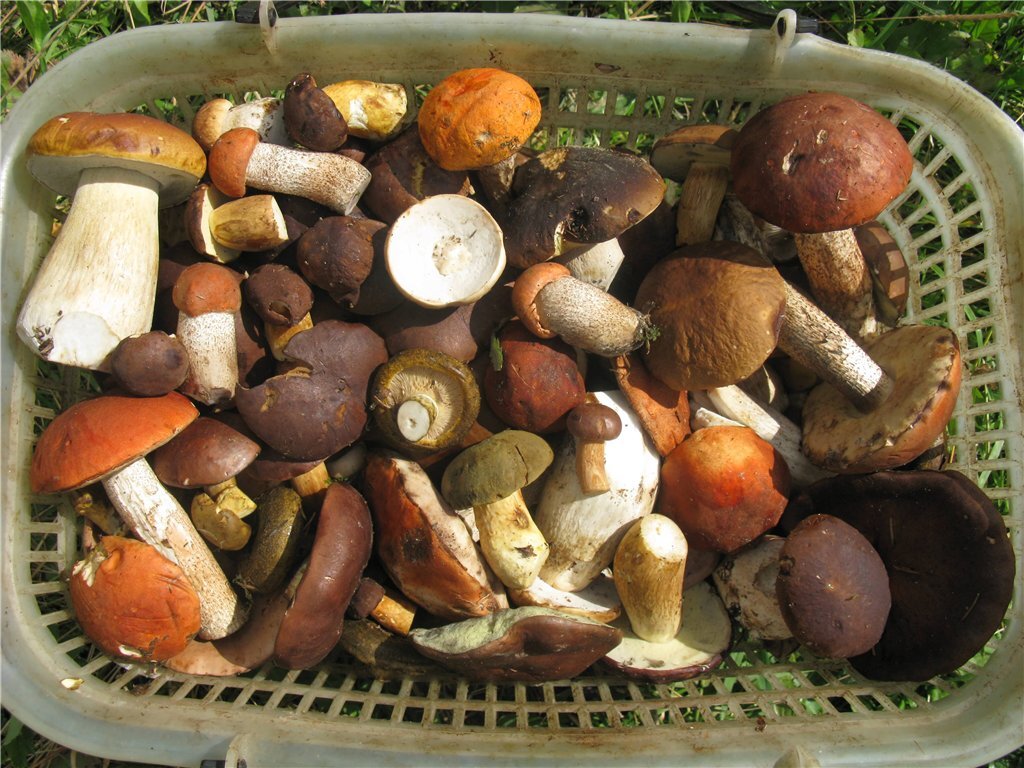 Грибное ассорти.Фото автора.