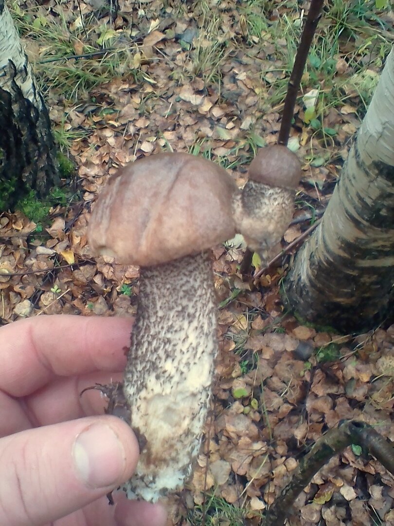 жить захочешь и не так вывернешся) кстати грибочек маленький не гнилой как это обычно бывает а вполне себе жизнеспособный.питательных веществ на рост видимо не хватило-но на поддержание жизни хватило